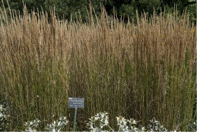 Calamagrostis  x acutiflora 'Overdam' (173_0.jpg)