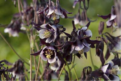 Aquilegia vulgaris 'William Guiness' (1740_0.jpg)