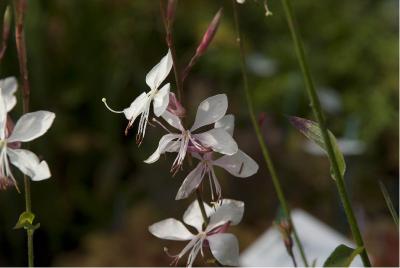 Gaura lindheimeri 'Whirling Butterflies' (1761_0.jpg)