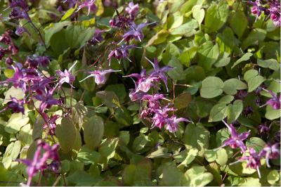 Epimedium grandiflorum 'Lilafee' (1765_0.jpg)