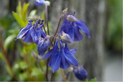 Aquilegia alpina (1772_0.jpg)