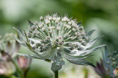 Astrantia major 'Canneman' (1777_0.jpg)