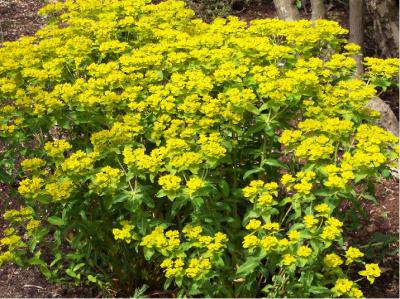 Euphorbia wallichii (1793_0.jpg)