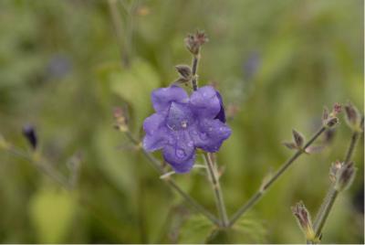 Strobilanthes urticifolius (1797_0.jpg)