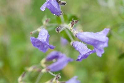 Strobilanthes urticifolius (1797_1.jpg)