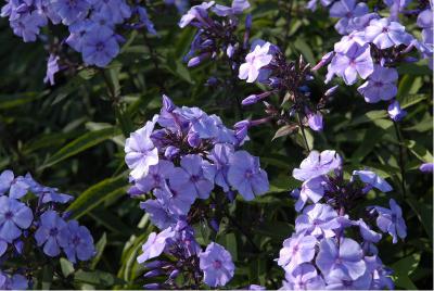 Phlox 'Blue Paradise' (1803_0.jpg)