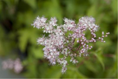 Filipendula purpurea 'Pink Dreamland' (1806_0.jpg)