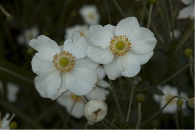 Anemone 'Andrea Atkinson' (1809_0.jpg)