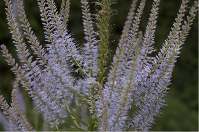 Veronicastrum virginicum 'Lavendelturm' (1833_1.jpg)