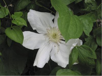 Clematis 'Madame Le Coultre' (1839_0.jpg)
