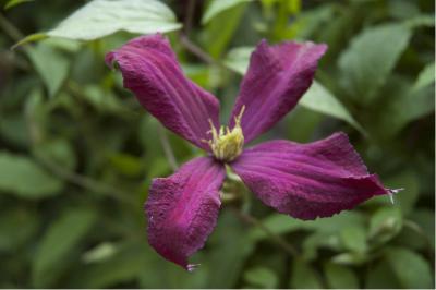 Clematis 'Voluceau' (1841_0.jpg)