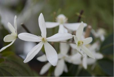 Clematis armandii (1843_0.jpg)