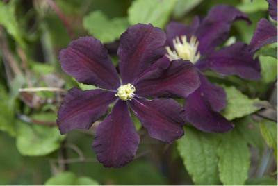 Clematis 'Warszawska Nike' (1854_0.jpg)