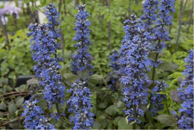 Ajuga reptans 'Catlin's Giant' (1868_0.jpg)