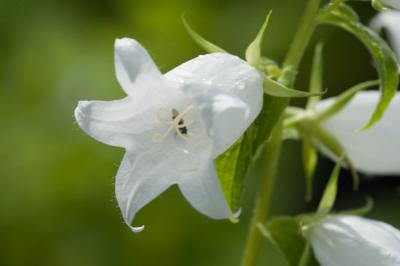 Campanula lactiflora 'Alba' (187_0.jpg)