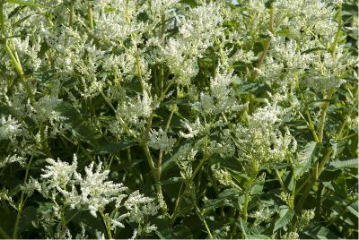 Persicaria polymorpha (1885_1.jpg)