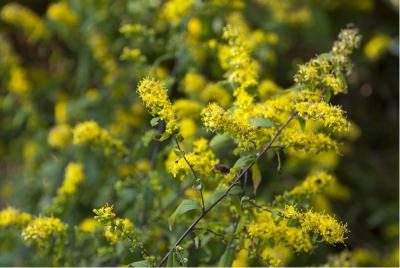 Solidago caesia (1887_0.jpg)