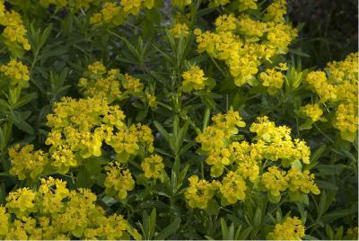 Euphorbia palustris 'Walenburg's Glorie' (1923_0.jpg)