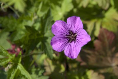 Geranium 'Patricia' (1930_0.jpg)