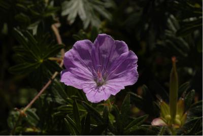 Geranium sanguineum 'Glenluce' (1955_0.jpg)