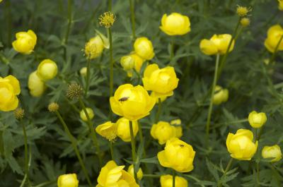 Trollius europaeus (1967_0.jpg)