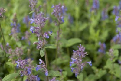 Nepeta racemosa 'Grog' (2009_0.jpg)