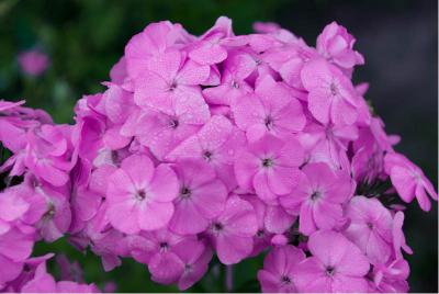 Phlox 'Hortensia' (2011_0.jpg)