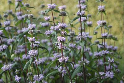 Phlomis tuberosa 'Amazone' (2014_0.jpg)