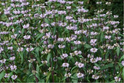 Phlomis tuberosa 'Amazone' (2014_3.jpg)