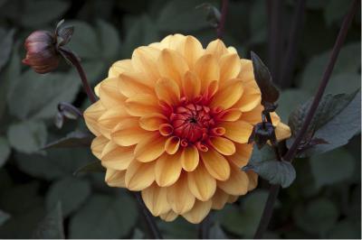 Dahlia 'David Howard' (2015_0.jpg)