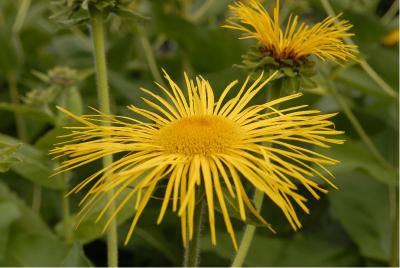 Inula magnifica (2039_0.jpg)