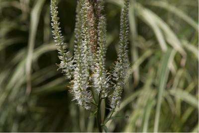 Veronicastrum virginicum 'Diana' (2051_0.jpg)