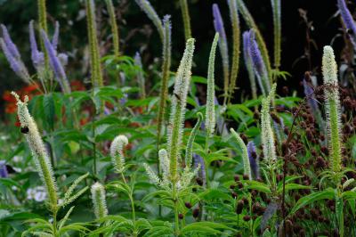 Veronicastrum virginicum 'Diana' (2051_1.jpg)