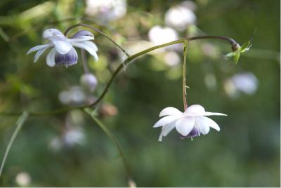 Anemonopsis macrophylla (2065_1.jpg)