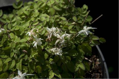 Epimedium grandiflorum 'Nanum' (2068_0.jpg)