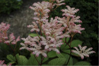 Rodgersia pinnata 'Maurice Mason' (2094_0.jpg)