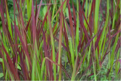 Imperata cylindrica 'Red Baron' (2107_0.jpg)