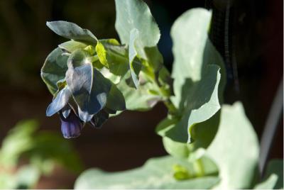 Cerinthe major 'Purpurascens' (2123_1.jpg)