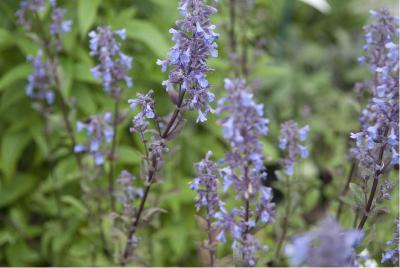 Nepeta grandiflora 'Bramdean' (2132_0.jpg)