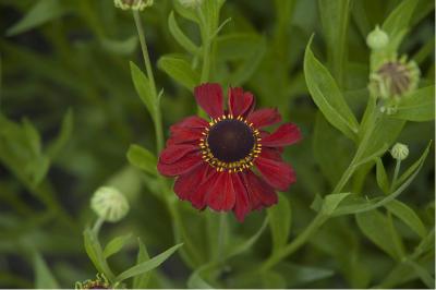 Helenium 'Kupferzwerg' (2160_0.jpg)