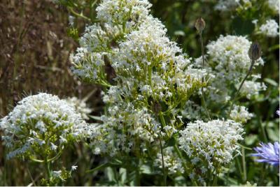 Centranthus ruber 'Albus' (216_0.jpg)