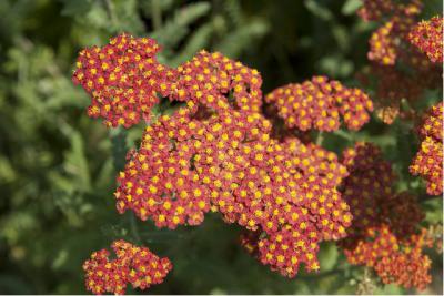 Achillea 'Walther Funcke' (2170_0.jpg)