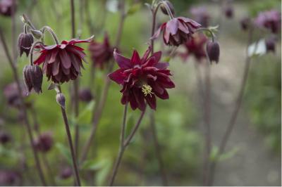 Aquilegia vulgaris 'Ruby Port Plena' (2173_0.jpg)