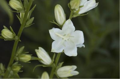 Campanula latiloba 'Alba' (2174_0.jpg)