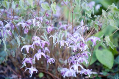 Epimedium  grandiflorum 'Lilac Seedling' (2182_1.jpg)