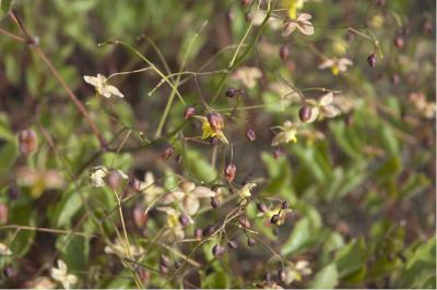 Epimedium 'Black Sea' (2183_0.jpg)