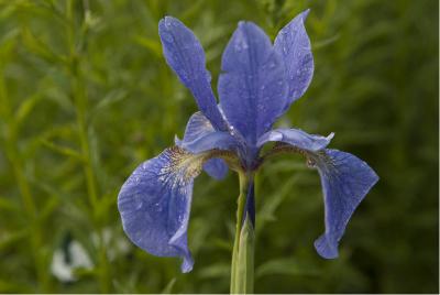 Iris 'Mountain Lake' (2199_0.jpg)