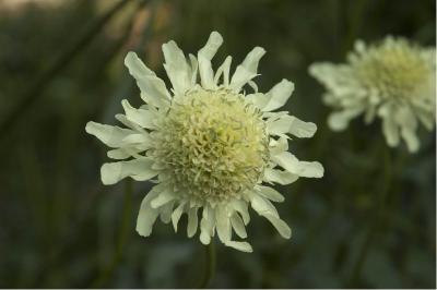 Cephalaria gigantea (219_0.jpg)