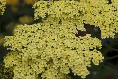 Achillea 'Credo' (21_0.jpg)