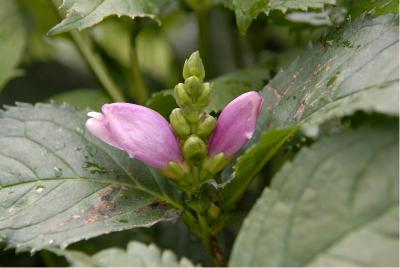 Chelone obliqua (231_0.jpg)